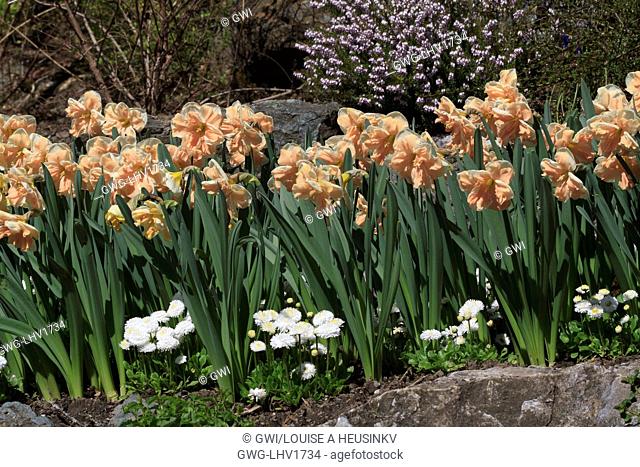 SPRING BULBS IN RAISED BEDS AT BUTCHART GARDENS