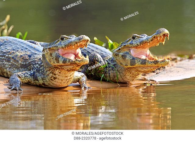 South America, Brazil, Mato Grosso, Pantanal area, Yacare caiman (Caiman yacare), resting on the bank of the river