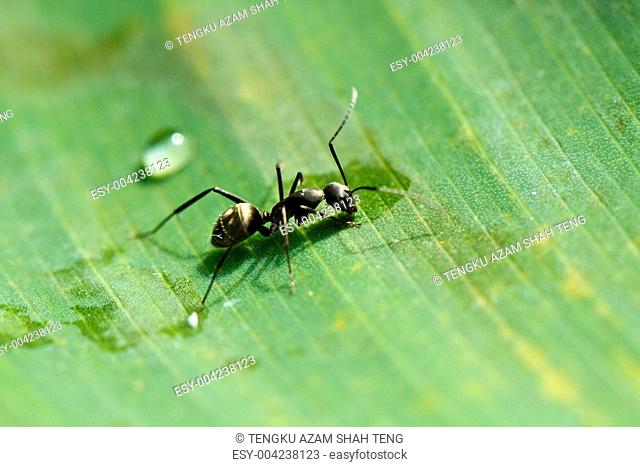 Black Ant on Green Leaf
