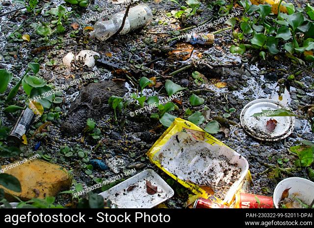 22 March 2023, Brazil, Rio de Janeiro: A crocodile caiman swims through a canal full of plastic waste in the ""Recreio dos Bandeirantes""
