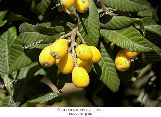 Yellow fruits of Mespilus germanica with green leaves Island of Rhodes Greece