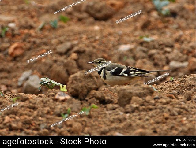 Forest Wagtail (Dendronanthus indicus) adult, foraging in arable field, Beidaihe, Hebei, China, Asia