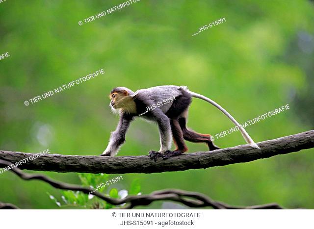 Douc Langur, (Pygathrix nemaeus), young on tree, Asia