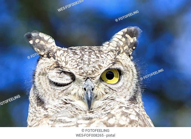 Botswana, Kalahari, Central Kalahari Game Reserve, portrait of spotted eagle owl with one eye closed
