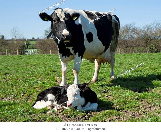 Domestic Cattle, Holstein Friesian type dairy cow with Hereford cross bull calf, in pasture on organic farm, Shropshire, England, march