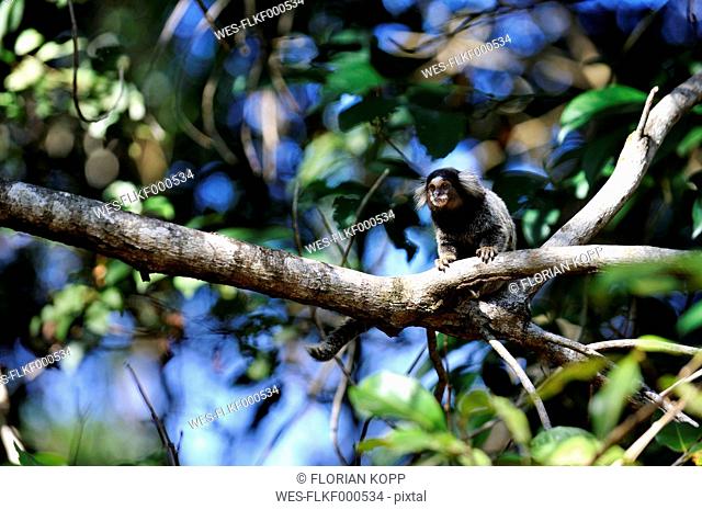 Brazil, Rio de Janeiro state, Ilha Grande, Black-tufted marmoset in tree