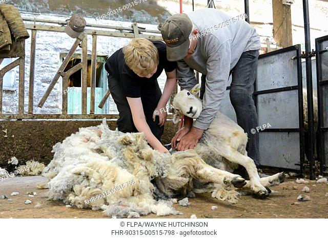 Sheep shearing, boy being taught to shear sheep by grandfather, Cumbria, England, July