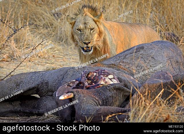Masai lion or East African lion (Panthera leo nubica syn. Panthera leo massaica) with an African bush elephant (Loxodonta africana) that they have killed