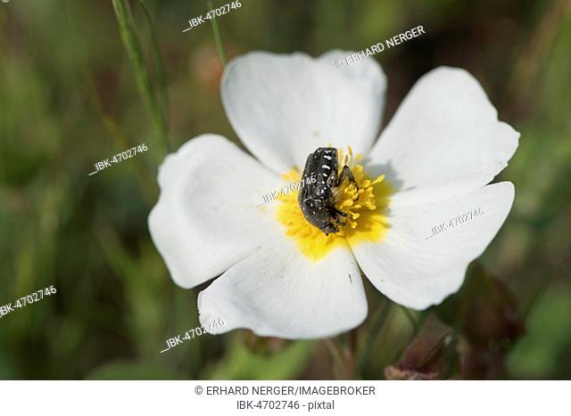 Cistus officinalis with rose beetle (Oxythyrea funesta), Mazzola, Corsica, France