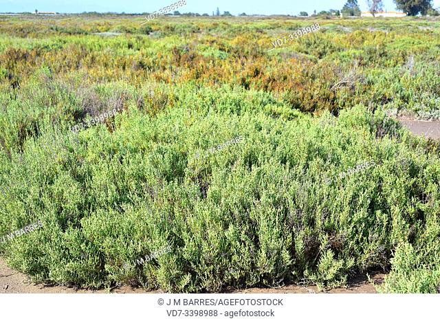 Glassworts, saltworts or samphires (Sarcocornia fruticosa, Salicornia fruticosa or Arthrocnemum fruticosum) is a succulent subshrub native to Mediterranean...