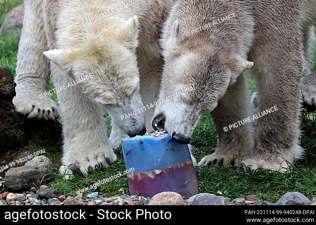 14 November 2023, Mecklenburg-Western Pomerania, Rostock: The polar bear twins Kaja (l-r) and Skadi receive ice cream cakes with fish