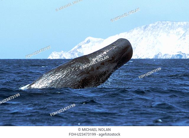 Sperm Whale, Physeter macrocephalus, half breaching in the Midriff region of the Gulf of California, Mexico t