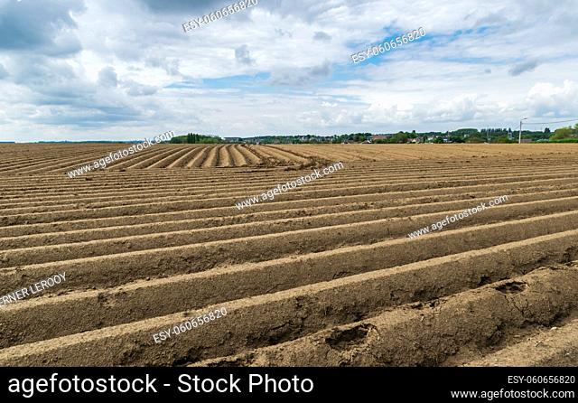 Landscape view over potato fields