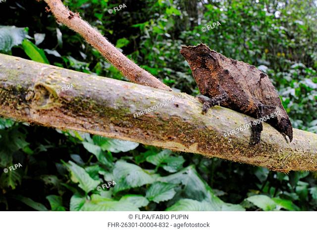 Boulengers Pygmy Chameleon Rhampholeon boulengeri adult, on branch in montane rainforest, Nyungwe Forest N P , Rwanda