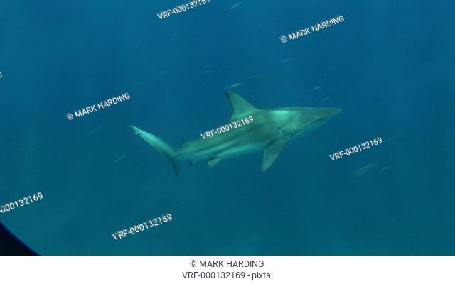 Blacktip reef shark Carcharhinus melanopterus past diver. Aliwal Shoal, South Africa
