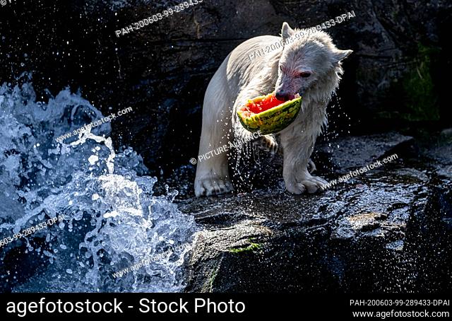 dpatop - 03 June 2020, Lower Saxony, Hanover: The little polar bear Nana eats a watermelon at Hannover Zoo. The offspring polar bear was christened Nana today