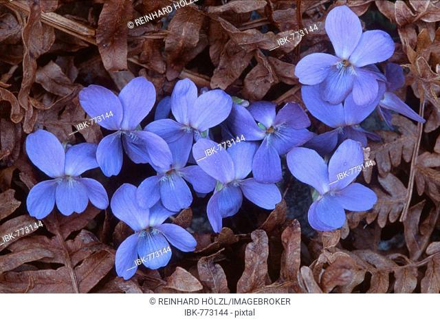 English - or Common Violets (Viola odorata), Tyrol, Austria, Europe
