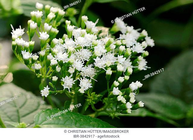 White Snakeroot or Tall Boneset (Ageratina altissima, Eupatorium rugosum), flowering, native to North America