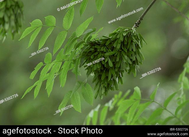 European ash (Fraxinus excelsior), North Rhine-Westphalia, Germany, Europe