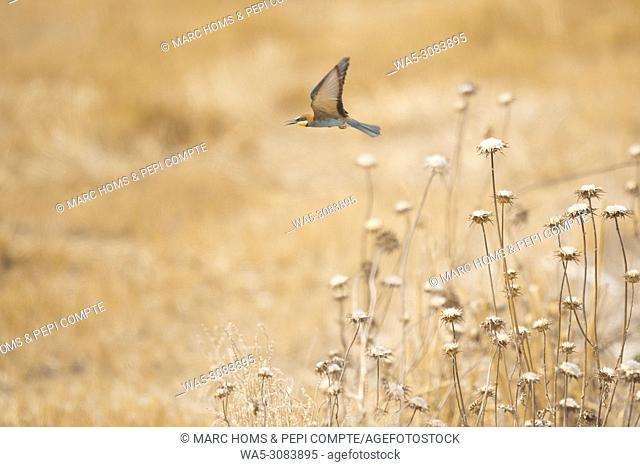 European Bee Eater starting fly on a yellow field in Garrotxa, Catalonia, Spain