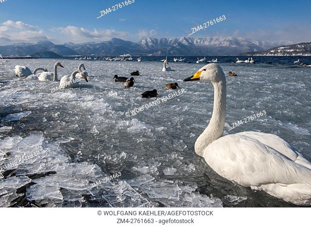 Whooper swans (Cygnus cygnus) swimming in crushed ice at the shore of Lake Kussharo, which is a caldera lake in Akan National Park, eastern Hokkaido, Japan