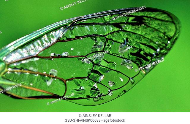 Dragonfly Wing Against Green Background