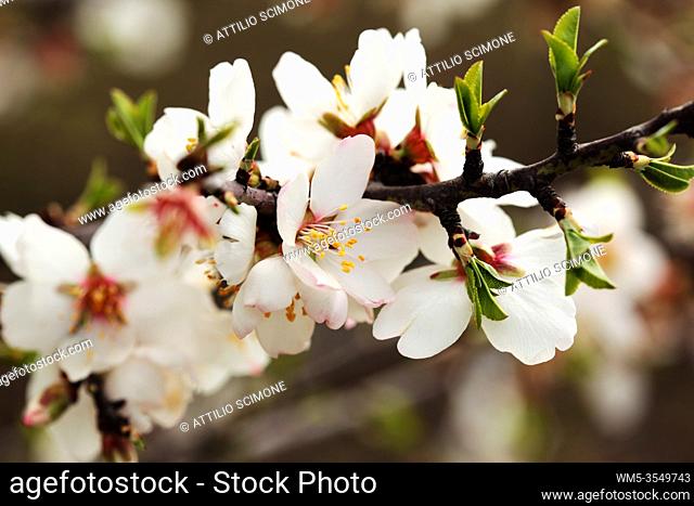 Almond flower trees field in spring season. Sicily