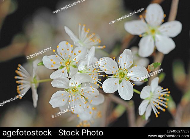 Blütenzweig, Blüte, Branch with flowers
