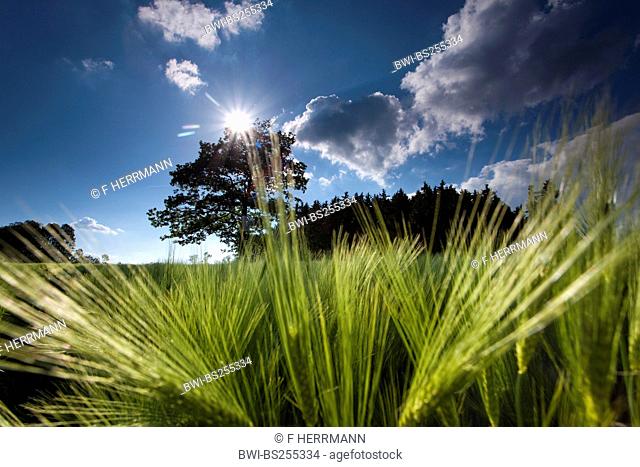 barley Hordeum vulgare, in a corn field in morning light, Germany, Vogtland