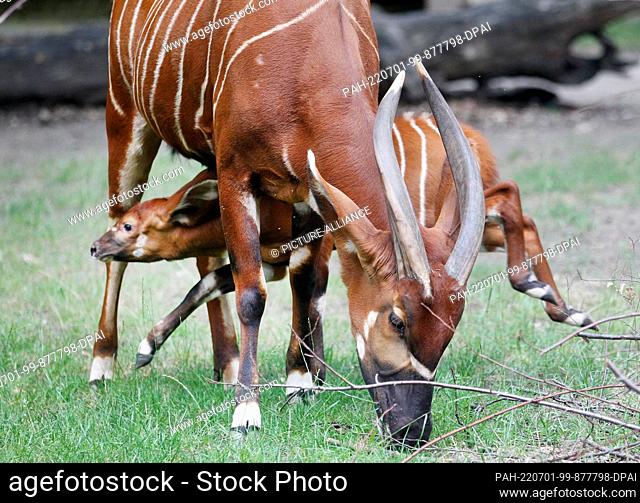 29 June 2022, North Rhine-Westphalia, Duisburg: The first baby bongo antelope, just a few weeks old, dashes through the outdoor enclosure under its mother Uzuri