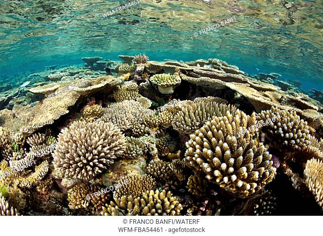 Reef covered with Hard Corals, Acropora sp., Ari Atoll, Maldives