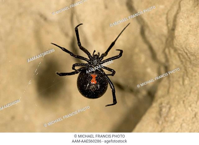 Black Widow Spider (Latrodectus mactans), female Molt MT