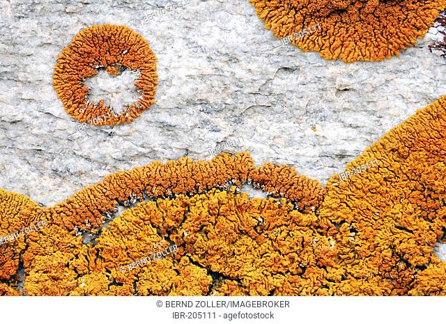 Lichen (Caloplaca spec) on a stone wall