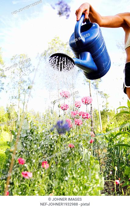 Woman watering flowers in garden, Norrbotten, Sweden