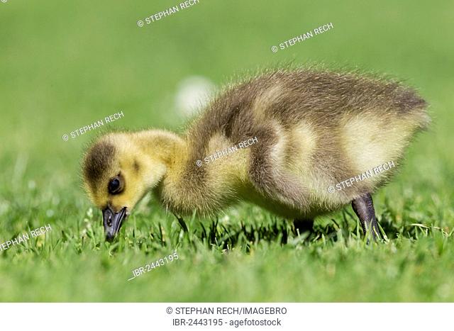 Chick of a Greylag Goose (Anser anser), Hesse, Germany, Europe