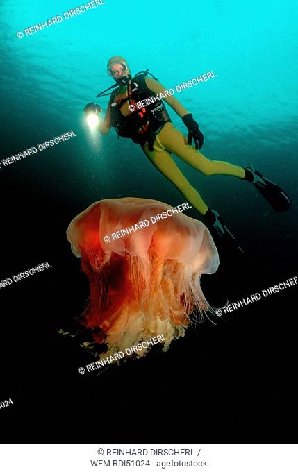 Sea Nettle and scuba diver, Cyanea capillata, Atlantic ocean north atlantic ocean, Norway