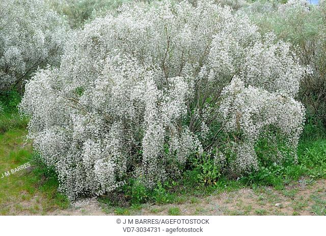 Bridal broom (Retama monosperma, Lygos monosperma or Genista monosperma) is a shrub native to southwestern Iberian Peninsula and northwest Morocco