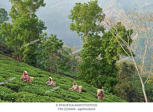 Female labor workers harvesting tea leaves in the tea plantation of the Glenburn Tea Estates in Darjeeling, first established in 1859