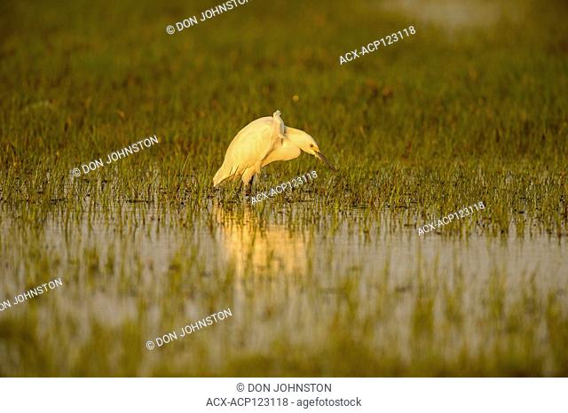 Snowy egret (Egretta thula) hunting, Lamar, Texas, USA