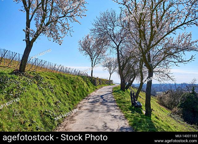 path, almond tree, blossom, spring, heppenheim, bergstrasse, hesse, germany