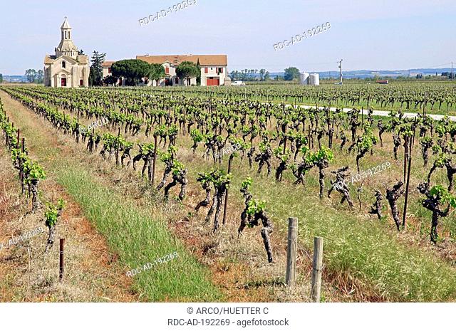 Winery 'Mas le Pive' and Vineyard, Camargue, Gard, Languedoc-Roussillon, Southern France