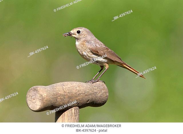 Redstart (Phoenicurus phoenicurus), female with prey sitting on a spade handle, North Rhine-Westphalia, Germany
