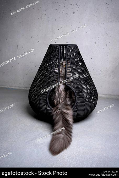 curious maine coon cat inside of pet cave basket looking up curiously on concrete background with copy space