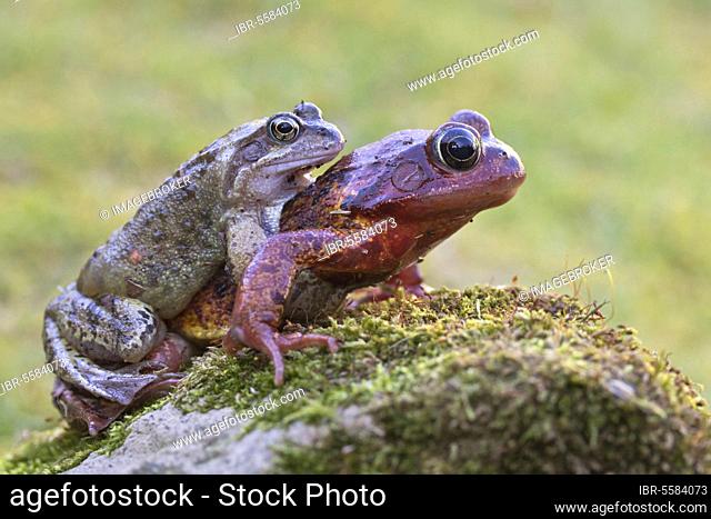 Grass Frog, common frogs (Rana temporaria), Amphibians, Other animals, Frogs, Animals, Common Frog adult pair, in amplexus on moss covered rock, Leicestershire