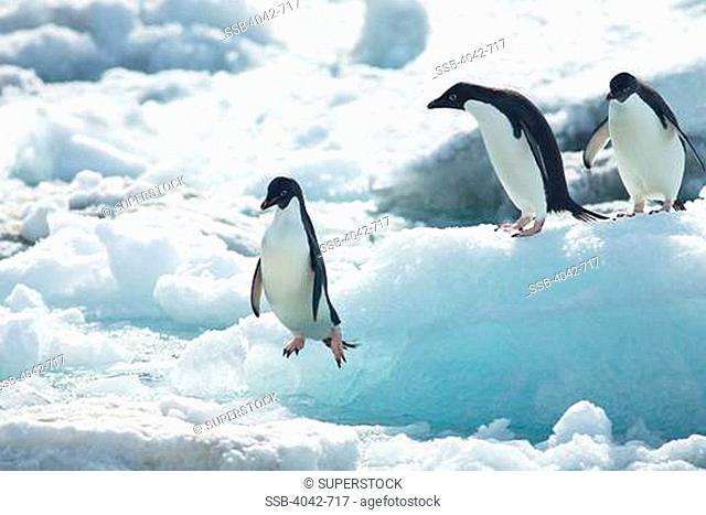 Adelie penguins Pygoscelis adeliae jumping on pack ice, Paulet Island, Antarctic Peninsula, Antarctica
