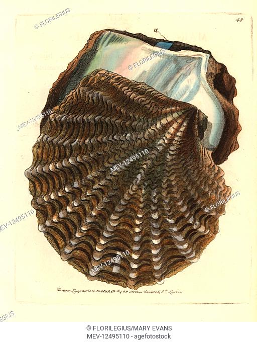 Black-lip pearl oyster, Pinctada margaritifera (Chinese pearl shell, Margarita sinensis). Handcoloured copperplate engraving drawn and engraved by Richard...
