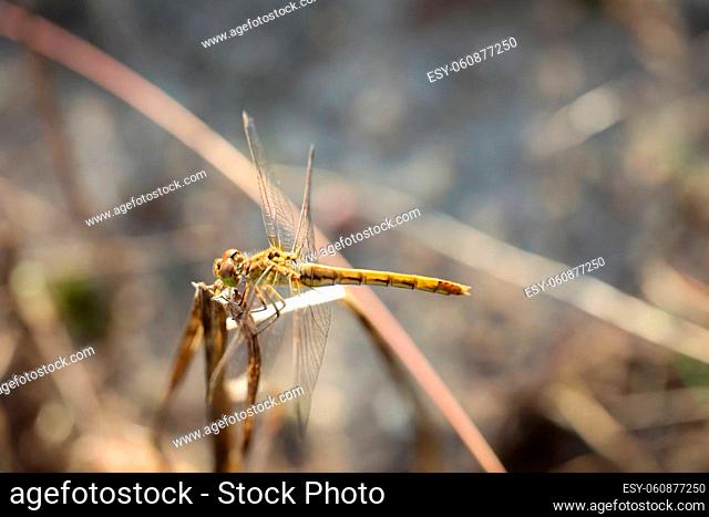 Portrait of a yellow brown dragonfly in summer in the wild