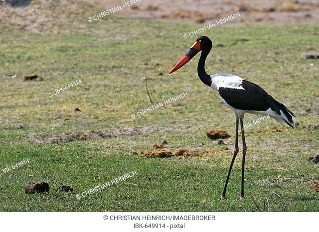 Saddle-billed Stork (Ephippiorhynchus senegalensis), Moremi Nationalpark, Moremi Wildlife Reserve, Okavango Delta, Botswana, Africa
