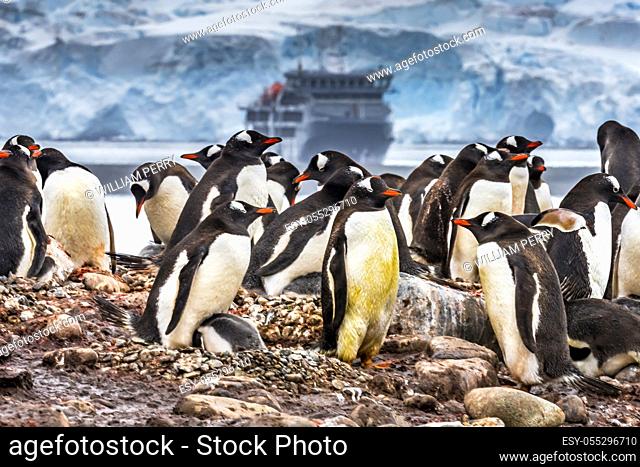 Gentoo Penguin Rookery Cruise Ship Yankee Harbor Greenwich Island Antarctica