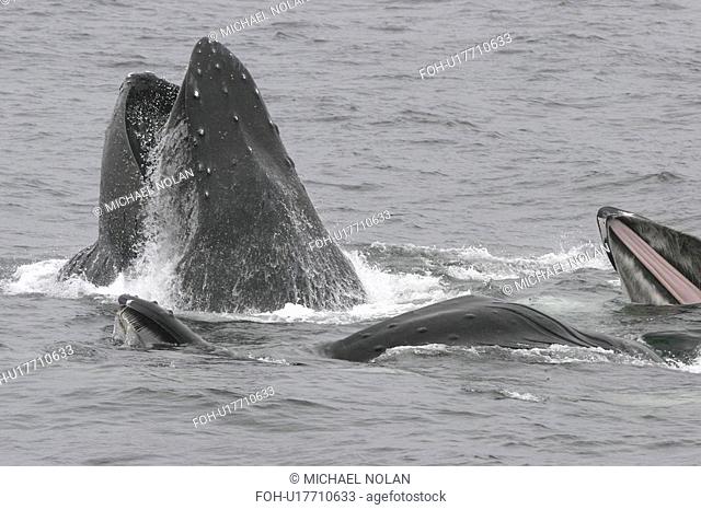 Humpback Whales Megaptera novaeangliae Adults cooperatively bubble-net feeding in Southeast Alaska, USA. Pacific Ocean. Note the expanded ventral pleats as well...